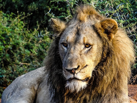 Leeuw, na de maaltijd