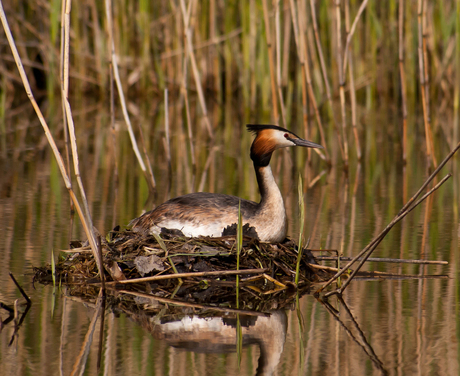 Fuut op nest