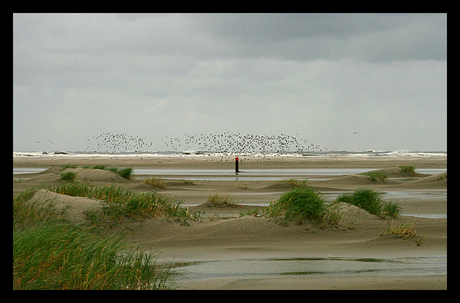 Beginnende duinen