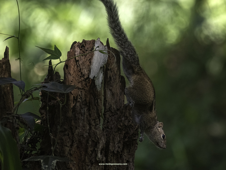 Sri Lankaanse palmboom eekhoorn