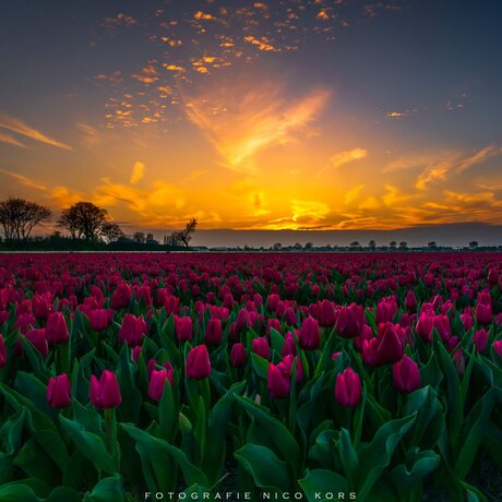 Tulpenveld 