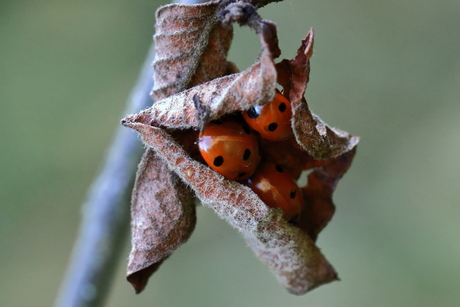 het is één pot nat