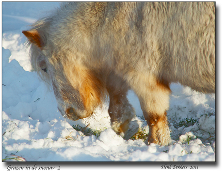 Grazen in de sneeuw 2