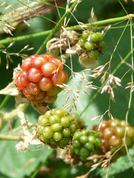 Puur natuur