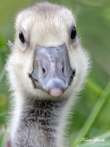 "Ganzen close up..."