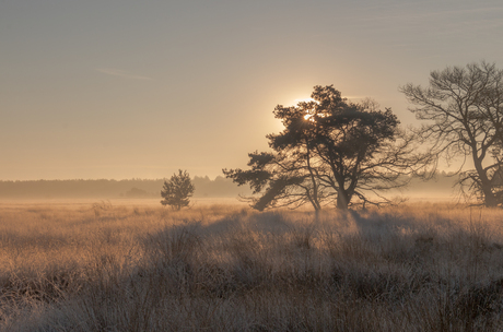 Zonsopkomst met een laagje vorst op de heide