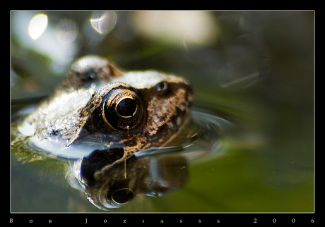 Kiss that frog