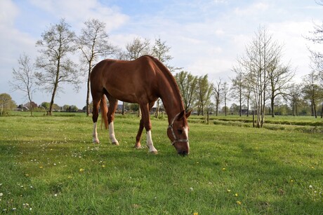 Grazend paard