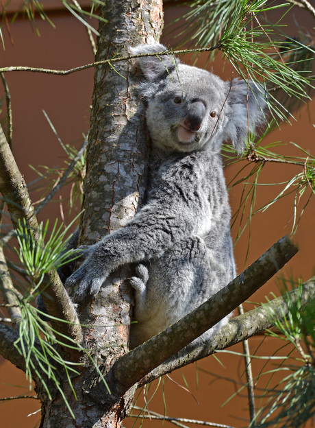 Koala 