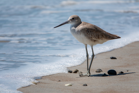 Strandloper