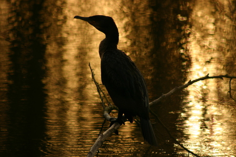 Aalscholver