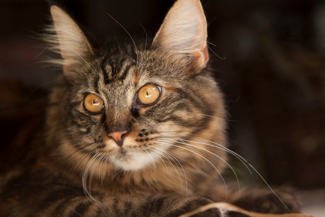 maine coon