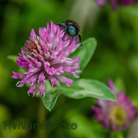 160523 Overijssel Den Ham Macro1-0007 (Custom)