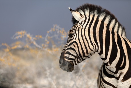 Zebra haarstyling