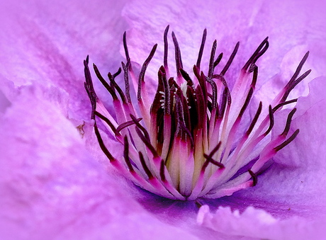 Clematis