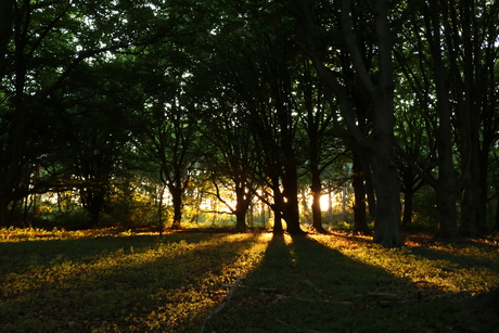 Ondergaande zon door de bomen