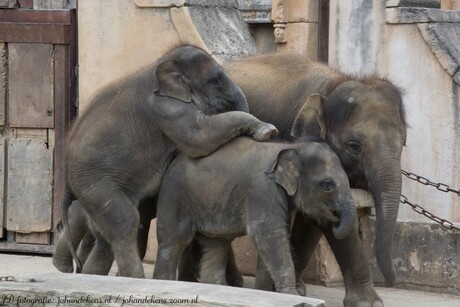 Olifantjes in Erlebnis Zoo Hannover