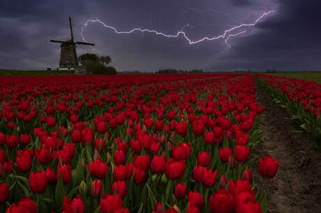 Another tulip Lightning photo