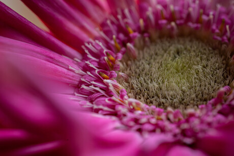 Gerbera van dichtbij 