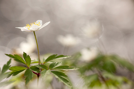 wood anemone