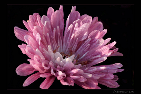 Chrysantje in de zon