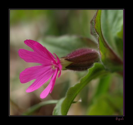 koekoeksbloem