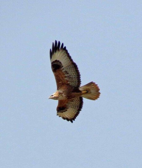 Long-legged Buzzard