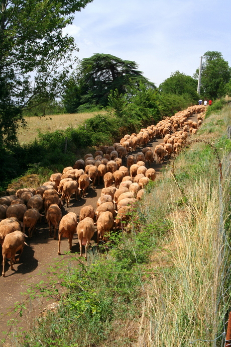 Schapen van de Causses (Fr)