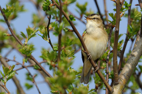 Rietzanger, Lauwersmeer