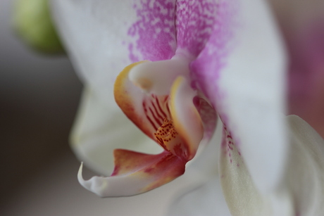 Orchidee