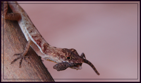 anolis ..costa rica