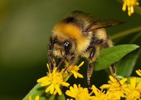 HOMMEL