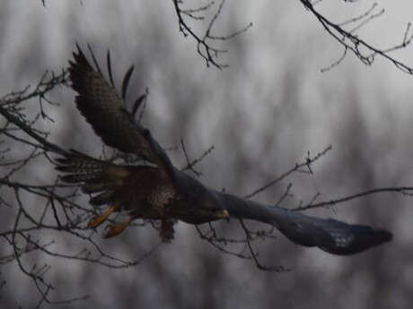 Buizerd - Buteo buteo