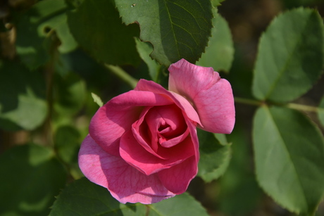 pink rose