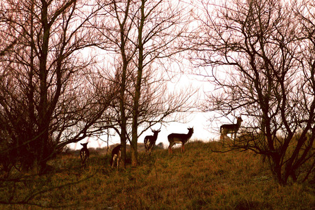 Waterleidingduinen