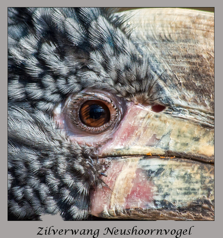 zilverwang Neushoornvogel -