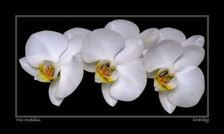 Trio Orchidea