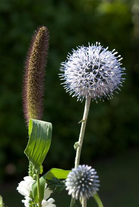 wilde bloemen