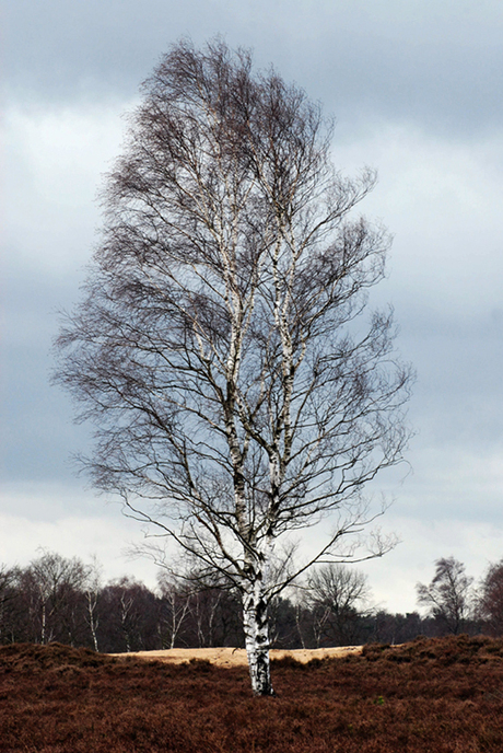 Kampina