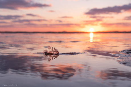 Veertje weerspiegeld in het water