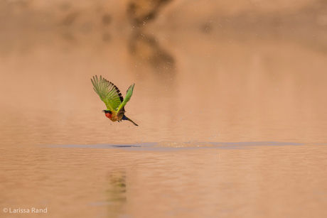 drinking bee eater