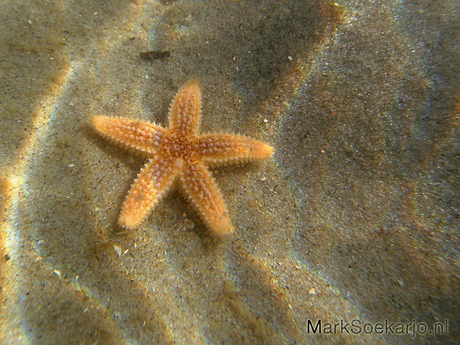 Zeester op Ameland, hoopt gloort