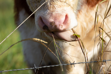 Likken aan het gras