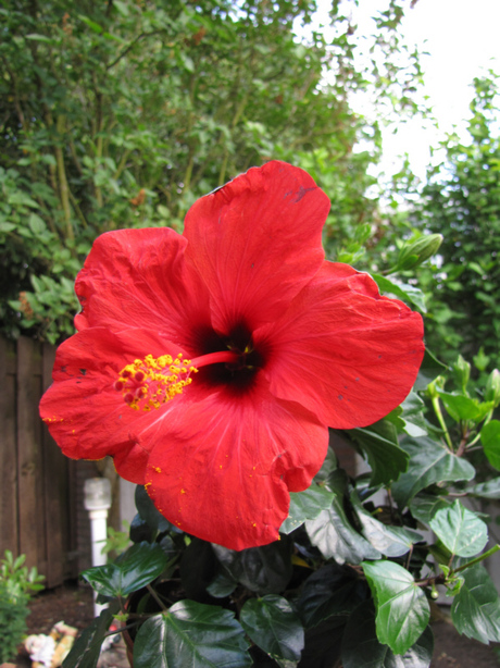 Hibiskus