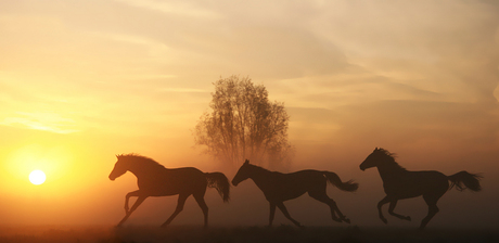 Sunrise runners