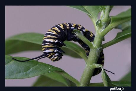 rups monarchvlinder
