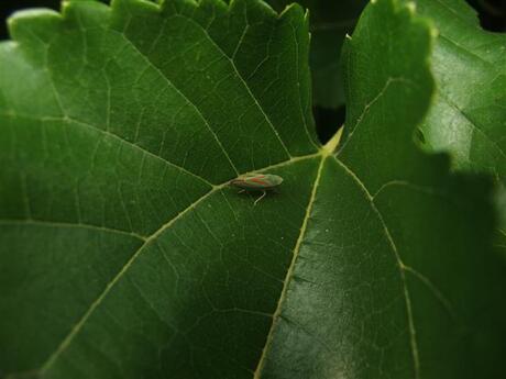 Sprinkhaan op blad