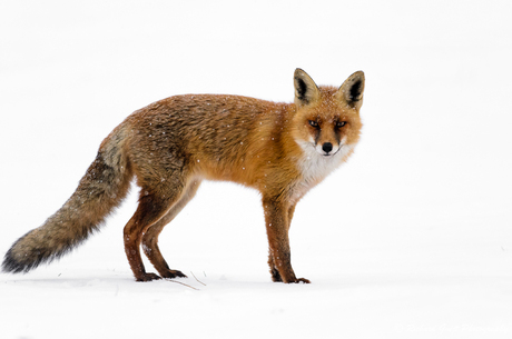 Vos (Vulpes vulpes)