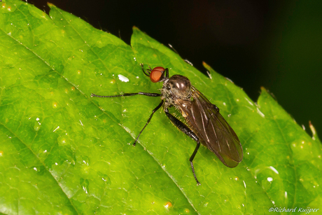 Gewone grashalmdansvlieg (Hybos culiciformis)