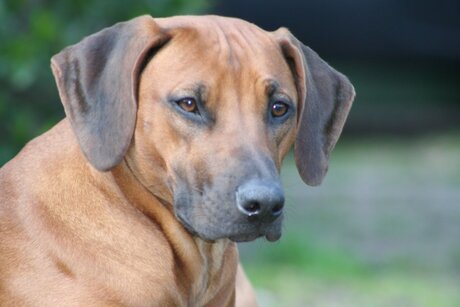 Rhodesian Ridgeback teefje Affra